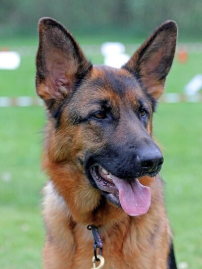 Vokiečių aviganiai