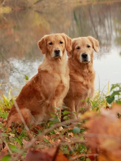 Auksaspalviai retriveriai