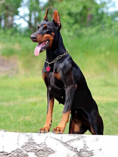 Dobermanai