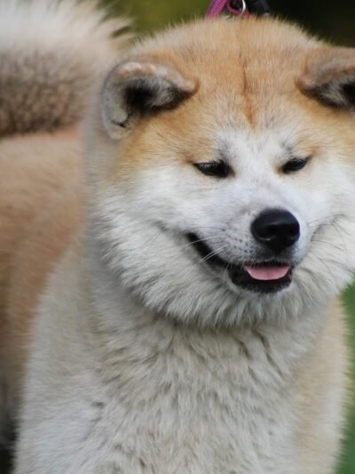 Akita Inu