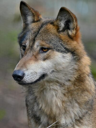 Čekoslovakų vilkšuniai