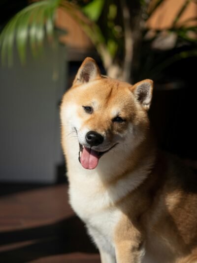Shiba Inu