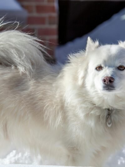 Amerikos eskimų šuo