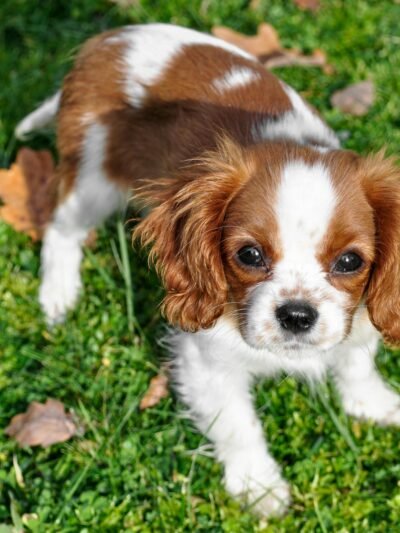 Kavalieriaus karaliaus Karolio spanieliai