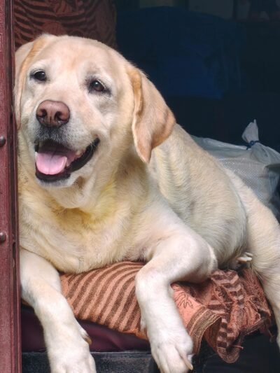 Labradoro retriveriai