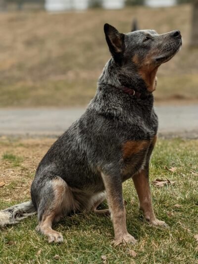 Australų piemenų šuo