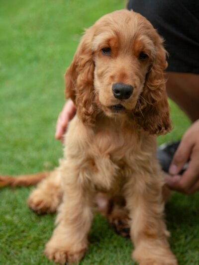 Anglų kokerspanieliai