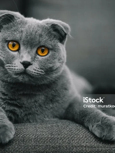 Škotų nulėpausiai