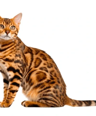 Bengalai