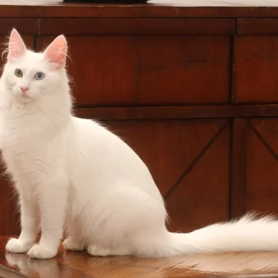 Turkijos Angora